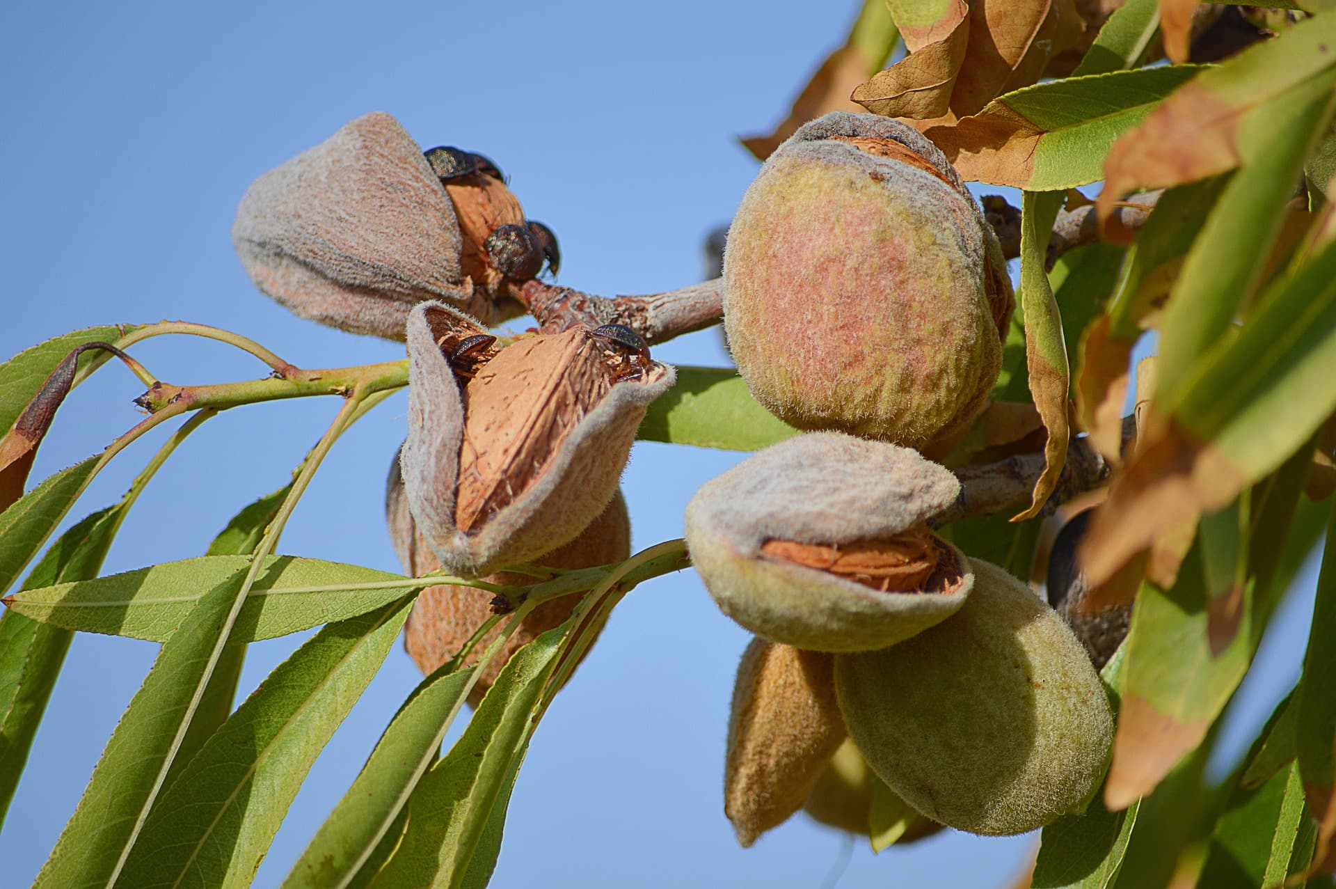 Desi Almonds — packshot